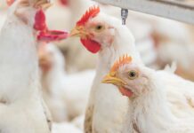 Hemicell® HT influenza il microbiota intestinale del broiler