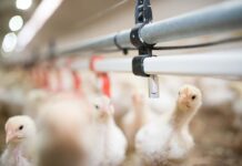 Come prevenire la formazione del biofilm