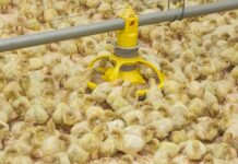 Come migliorare la qualità dei tacchinotti in pulcinaia