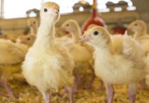 Problemi alle zampe dovuti a una gestione inadeguata in incubatoio