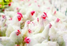 Soluzioni efficaci contro il Coleottero tenebrione