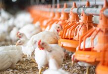 Riammesse le farine animali nell’alimentazione di alcune specie da allevamento