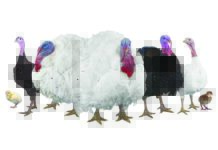 Mantenere un intestino sano nei tacchini è fondamentale per ottenere buone rese produttive