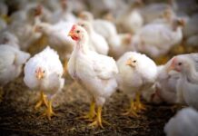 Zoppia nei broiler: Condronecrosi batterica con osteomielite