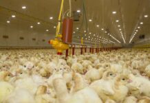 Un sistema per valutare il benessere animale