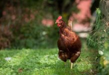 UE: verso un sistema di etichettatura sul benessere degli animali volontario e flessibile