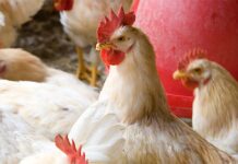 Ridurre l’impatto della Risposta Immunitaria Indotta dagli Alimenti (Feed Induced Immune Response – FIIR) e le sue conseguenze sul-la produttività degli avicoli.