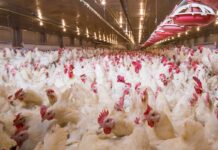 Ritorno della malattia di Newcastle in Spagna: quattro focolai a Valencia