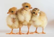 Migliorare la tolleranza al caldo e la produzione di carne del colorato Tetra HB