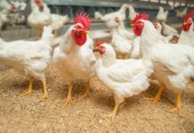 Considerazioni per un controllo efficace dei parassiti