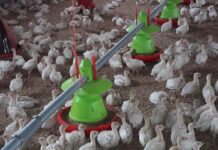 Andrea Pedrini di Cascina Palazzo illustra i vantaggi di Modula, la tramoggetta per tacchini di AZA International