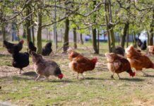 Gli additivi nei mangimi e la genetica, valide strategie per rafforzare le ossa delle galline