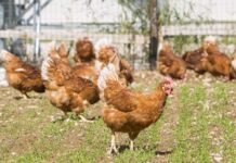 Tecnologie sensoriali contro la plumofagia nelle galline ovaiole