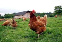 La Laringotracheite Infettiva negli avicoli