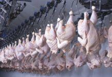 La produzione mondiale di carne bianca supera quella di carne rossa