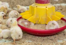 Sostenibilità, tendenze di mercato e nutrizione degli avicoli – Seconda parte