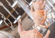 Uso dei polisaccaridi solforati da sottoprodotti avicoli