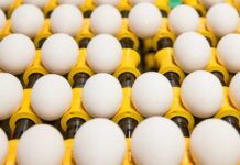 Proteggere le uova dalla contaminazione interna da Salmonella