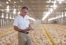 Uso del laser negli allevamenti come forma di arricchimento ambientale e stimolo per gli avicoli