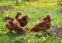 Il benessere animale negli allevamenti di ovaiole – Prima parte