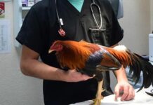 Non saranno bandite le cure antimicrobiche essenziali per gli animali