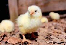 Alternative biologiche alle terapie antibiotiche in avicoltura