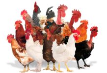 La gamma di prodotti Premium di Hubbard, ideale per ogni esigenza del mercato Intervista a Bruno Briand, Hubbard Business Director EMEA