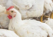 BEGIA 2020 (Bacterial Enteritis Global Impact Assessment) Indagine Elanco 2020 sull’impatto dell’enterite batterica nel broiler