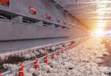 La campagna di lotta alle mosche negli allevamenti avicoli sta vivendo il suo periodo più intenso