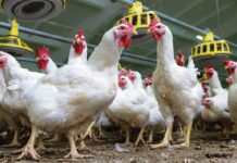 Albonat®, l’innovazione dalla natura