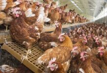 Una dieta minerale bilanciata e altamente biodisponibile per migliorare le prestazioni di ovaiole e riproduttori