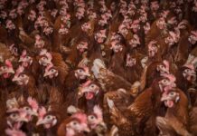 Condizioni del piumaggio e insorgenza di lesioni in galline non debeccate in diversi sistemi di allevamento