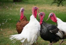 Istomoniasi: panoramica delle sfide per l’allevamento del tacchino