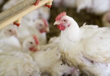 Quale luce preferiscono i polli? Le nuove ricerche sulla visione avicola