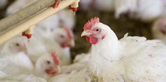 Quale luce preferiscono i polli? Le nuove ricerche sulla visione avicola