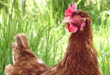 La nuova Warren: una gallina ruspante dalle produzioni commerciali
