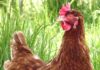 La nuova Warren: una gallina ruspante dalle produzioni commerciali