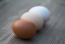 Qualità delle uova di galline ovaiole di diversi incroci di linee parentali Rhode e Leghorn