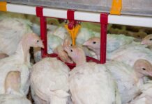 Lubing, le novità presentate a Fieravicola 2021