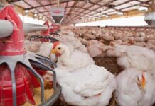 ICCF pubblica le linee guida per la produzione di mangimi