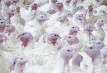 L’Influenza Aviaria colpisce gli allevamenti del Nord Italia