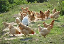 L’UE a favore di un approccio equilibrato sul benessere degli animali negli allevamenti