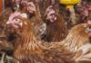 Collegare la filiera avicola: l’approccio PoultryPlan