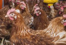 Il benessere animale negli allevamenti di ovaiole – Terza parte