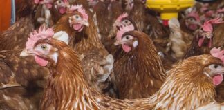 Collegare la filiera avicola: l’approccio PoultryPlan
