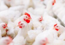 La coccidiosi influenza la digeribilità dei lipidi e l’utilizzazione dell’energia