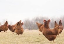 30 milioni di euro per misure a favore della filiera avicunicola