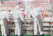 Interventi prima del carico e conseguenze per la sicurezza della macellazione del tacchino