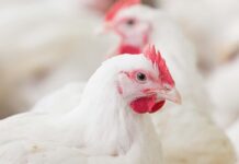 BetaTrace®: la soluzione 2 in 1 che ottimizza metabolismo e salute