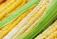 Nuovi rincari per mais e soia